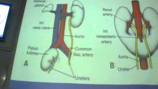 Dr. Sherif Fahmy ( embryology ) 15 " urinary system "