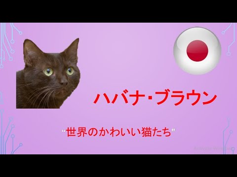 ハバナブラウンについて詳しく解説