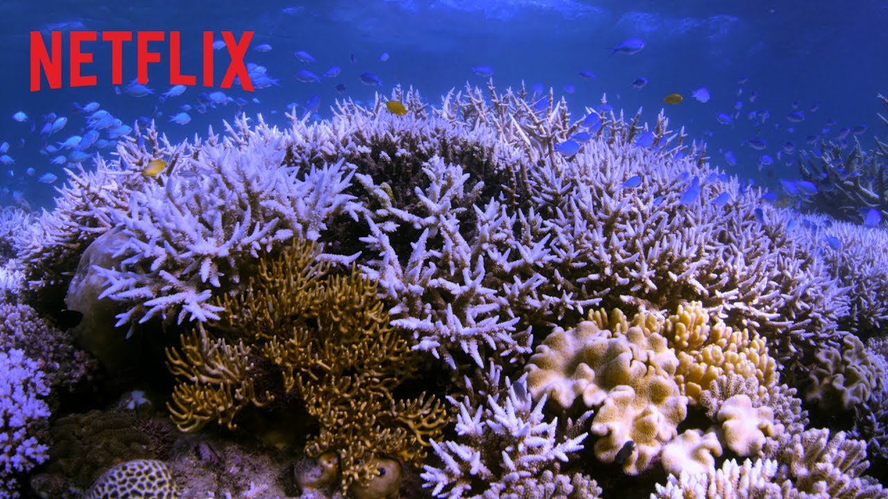 Netflix: 6 documentales sobre sustentabilidad para aprender y abrir la cabeza
