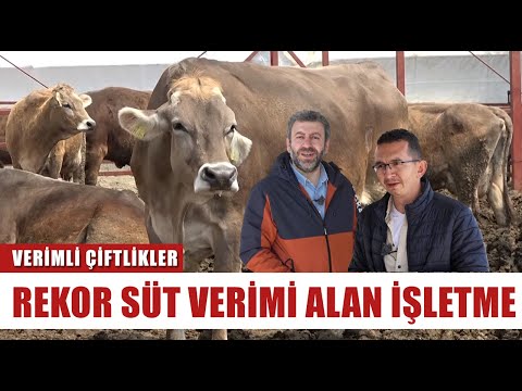 , title : 'Holstein Mı Montofon Mu? Hangi İnek Irkı Daha Verimli? | Verimli Çiftlikler'