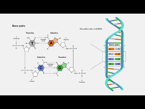 Y-DNA Interesting Facts