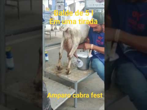 Amparo cabra fes Paraíba 👍🤝🤣