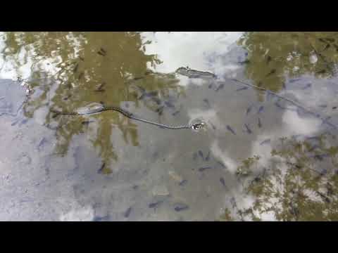 Gjarpëri i Ujit -  Natrix natrix