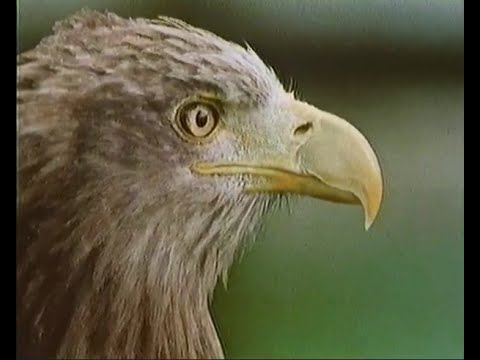 Country Ways (TVS): Salisbury Plain In July, 1986 (presumed full episode)