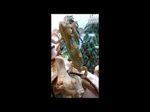 chameleon dance