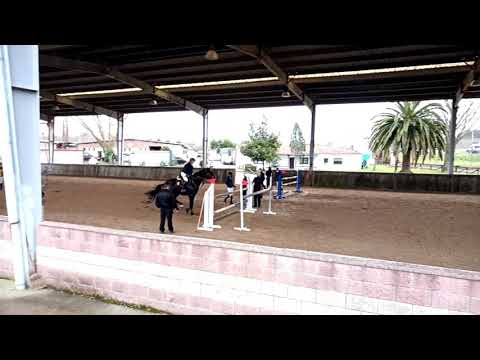 Loui LN 7 yo - GP chas 2021