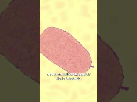 Así se ve un VIRUS bacteriófago 😨🔬🦠