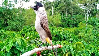 Download lagu suara BURUNG KUTILANG GACOR ngotot manggil lawan !! kutilang liar semua berkumpul mp3