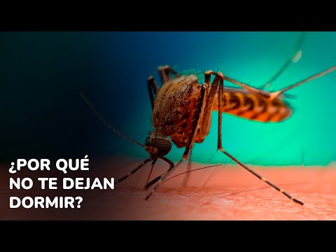 Por qué los mosquitos te despiertan por las noches?