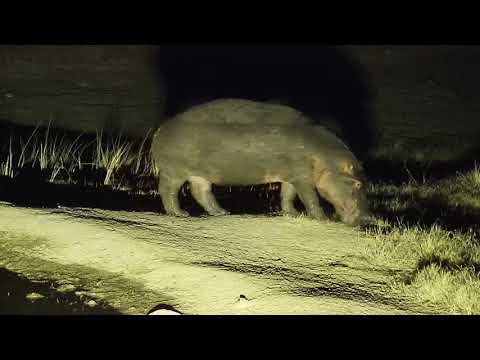Djuma: One of the two Hippos leave the  pan - 23:45 - 06/28/19