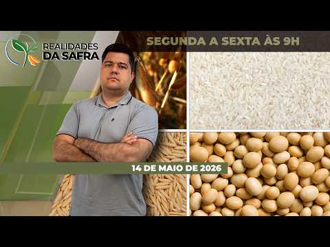 Safra de milho já tem perdas consolidadas em Montividiu/GO, enquanto Torres/RS se preocupa com os...