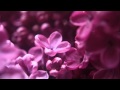 Lawrence - Until Then, Goodbye 