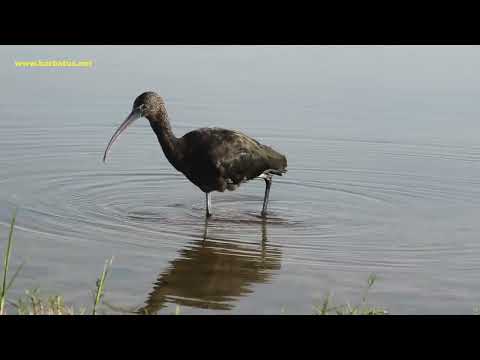 MORITO COMÚN | GLOSSY IBIS | Plegadis falcinellu