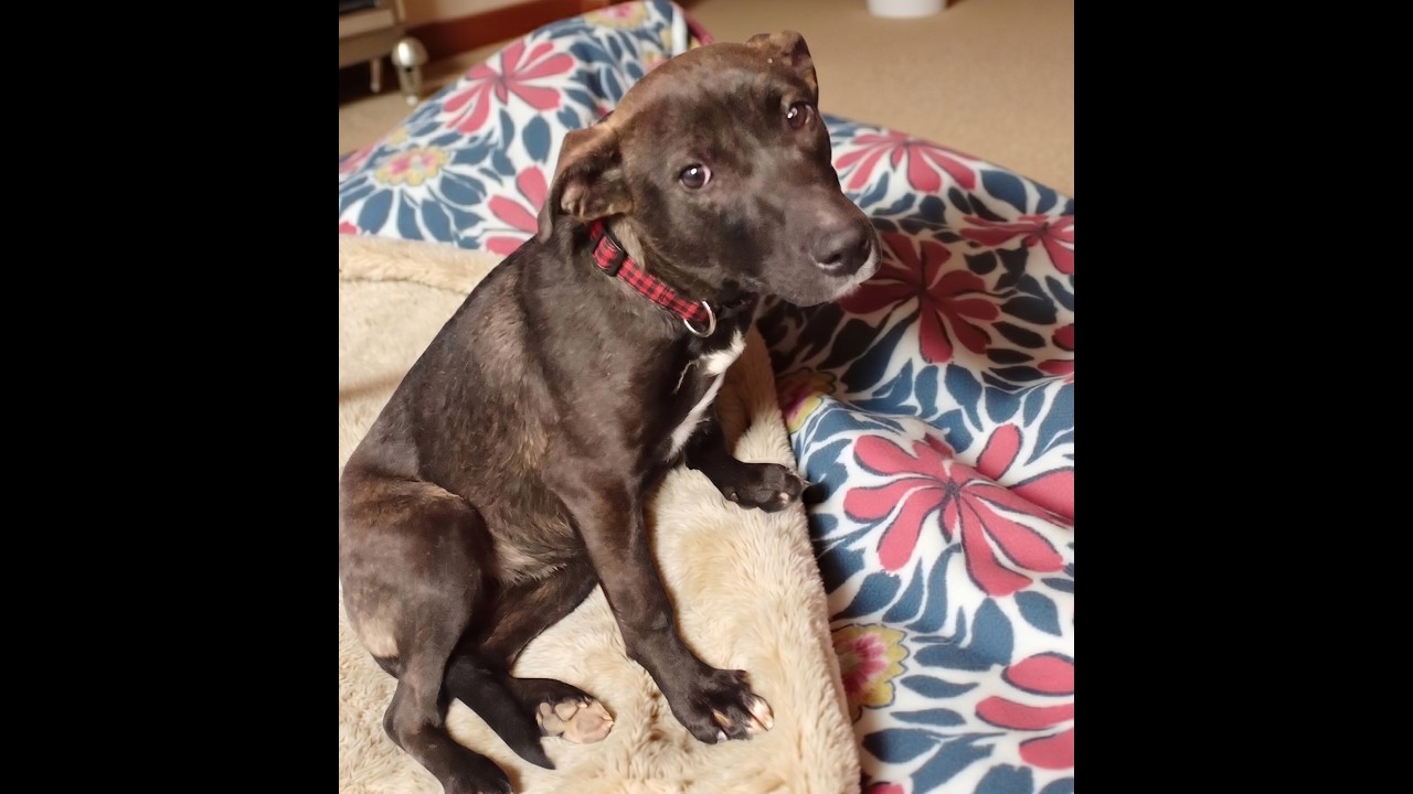 Enlarge Cookie, a Adoptable mixed breed in Crown Point, IN video 2/6