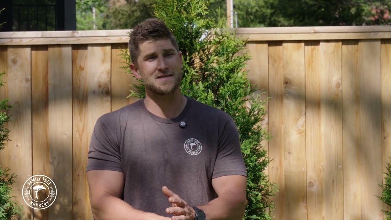 Planting a Privacy Screen With Arborvitaes