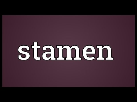 Stamen Meaning