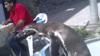 preview picture of video 'Pingüino amigable y hueso de cadera de ballena, en Playa La Punta, Camana, Peru!'