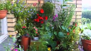 БЕГОНИЯ ампельная.Мой балкон 2010