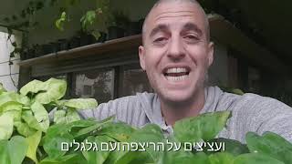 טיפול בצמחים בגשם - מה עושים כדי לשמור על הצמחים בחורף בימים גשומים