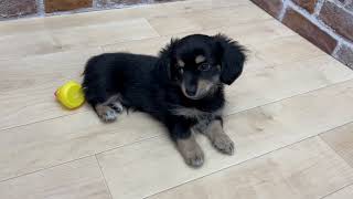 ハーフ犬の動画01