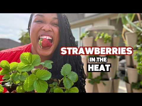 Strawberry Planting Guide (What Actually Works in Hot Climates)