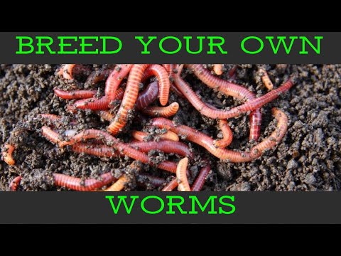 Unlimited Worms For under £10