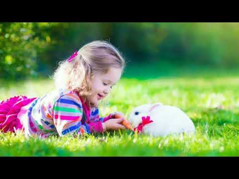 6th std | new syllabus 2017 | 2nd language | English | 3rd poem lyrical video | kindness to animals