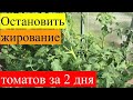 Жирование томатов. Как остановить за 2 дня