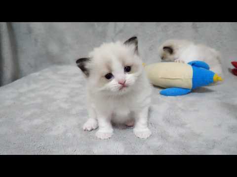 YouTube 썸네일