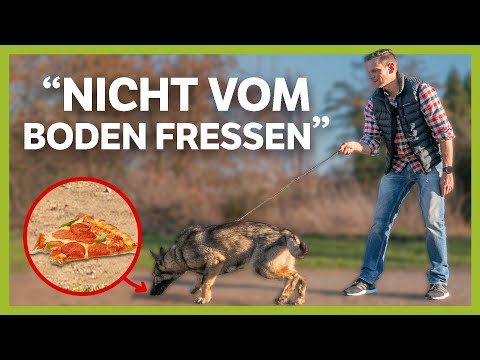 Nichts vom BODEN fressen ► So gewöhnst du es deinem Junghund ab | Live-Training