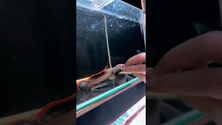 Download lagu channa limbata mangap mangap 😧😱 #channa #channalimbatamangap #shorts #limbata #shortsvideo #fish mp3