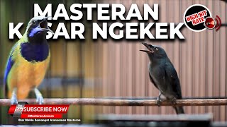 Download lagu 🔴Cucak Cungkok Gacor Ngekek Kunti Grejaan vs Srigunting Abu Abu Gacor Greja Sambung Cililin mp3