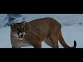 The Mountain Between Us 2017 Mountain Lion Attack Sene HD