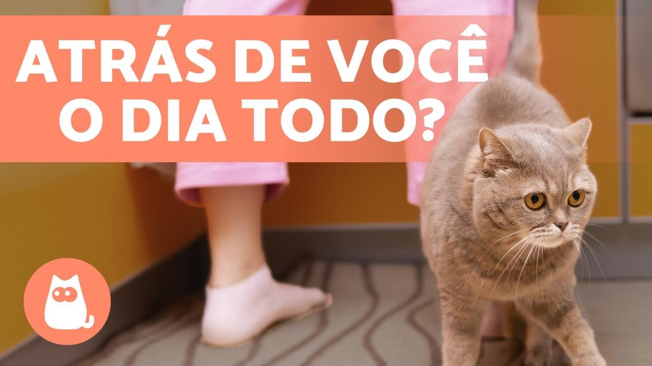 Por que MEU GATO ME SEGUE em todos os lugares? 🐱🐾 6 RAZÕES