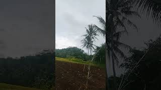 Download lagu yu kesawah lagih sortvidio# mp3