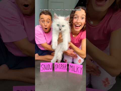 Kitten chooses his forever name! 🐈😭 #shorts #kitten #cat #pet #funnycats