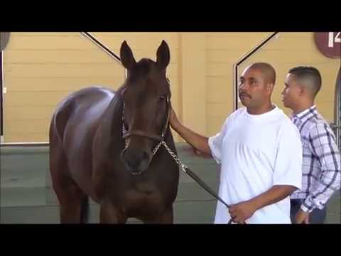 John Henry Turf Championship Schoolers - Oct. 1, 2016 at Santa Anita Park