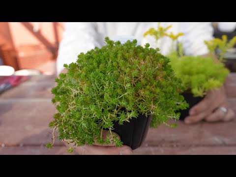 セダムの育て方: 庭を鮮やかに彩る、メンテナンス不要の屋外用多肉植物  庭園