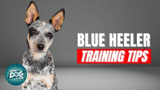 How to Train Your Blue Heeler | Best Blue Heeler Puppy Training Tips