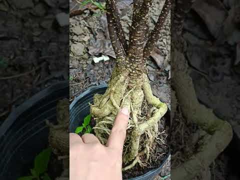 11/8/2022 lô hồng ngọc mai đẹp giá siêu rẻ LH 0939294657