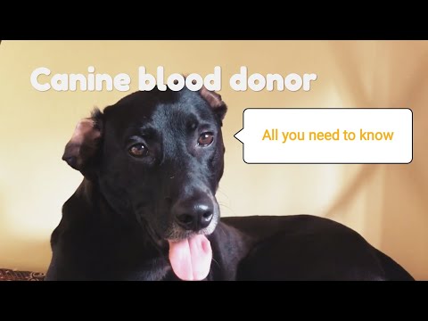 Canine blood transfusion - Everything you need to know about canine blood donors