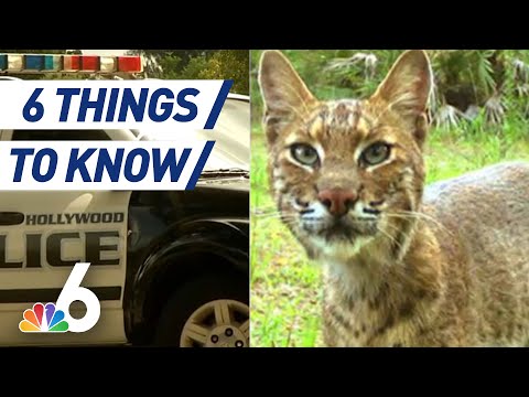 Possible Bobcat Attack, Unlicensed Butt Procedure | 6 Things to Know