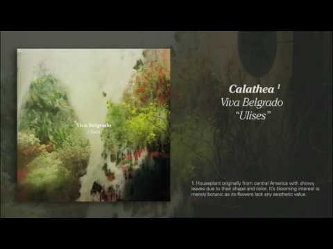 1. Calathea - Viva Belgrado (Ulises)