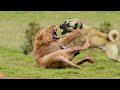 10 LION FIGHTING DOG BREEDS