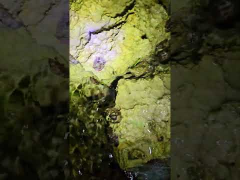 Chitons & top shell snails Playa del Carmen Mexico tropical Caribbean Sea tidal pool beach life