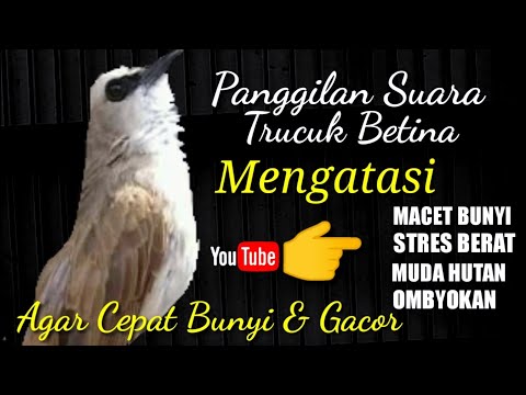 Trucukan Novyj Trend Smotret Onlajn Na Sajte Trendovi Ru