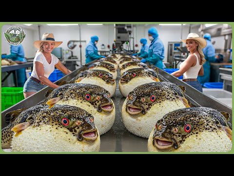 How Millions of Pufferfish Are Caught & Processed - Amazing Sashimi Meat Processing