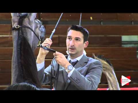 N.4 D GHANEEEMAH - Wels 2016 - Yearling Fillies (Class 1A)