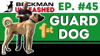 How to train your dog to guard you & your home.  Major change coming to the Podcast!