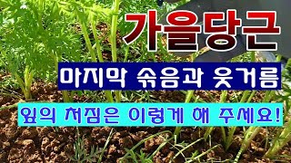 [텃밭농부 1,698]  가을당근의 잎 처짐을 막고 마지막 솎음과 웃거름 주기. #당근재배